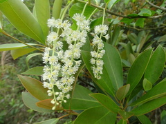 Homalium cochinchinense