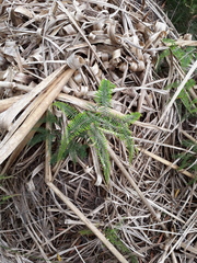 Gleichenia dicarpa