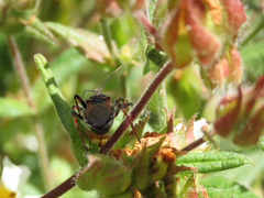 Rhynocoris cuspidatus