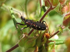 Rhynocoris cuspidatus