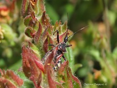 Rhynocoris cuspidatus