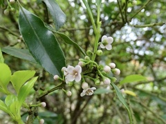 Ilex graciliflora