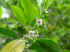 Ilex graciliflora