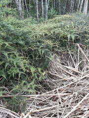 Gleichenia dicarpa