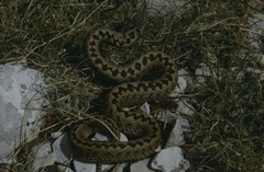 Vipera ursinii