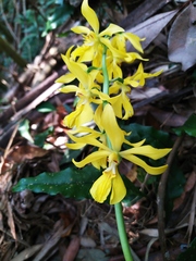 Calanthe striata