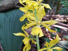 Calanthe striata