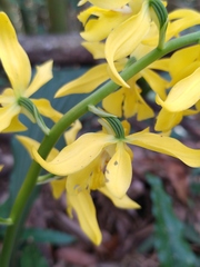 Calanthe striata
