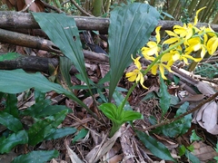 Calanthe striata
