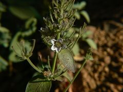 Haplanthodes tentaculatus