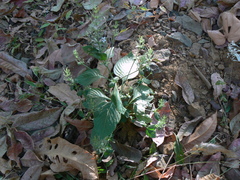 Haplanthodes tentaculatus