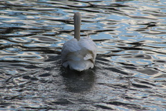 Cygnus olor