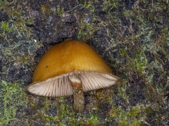 Galerina patagonica