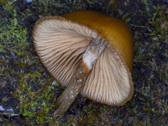 Galerina patagonica