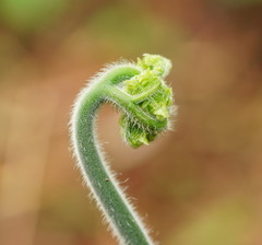 Hypolepis glandulifera