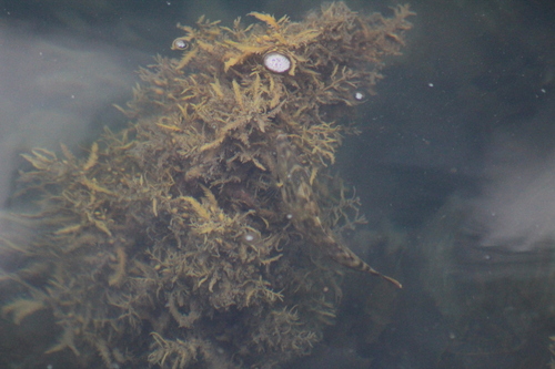 Meuschenia trachylepis
