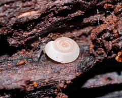 Meredithena dandenongensis