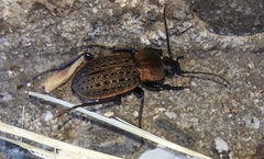 Carabus tuberculosus