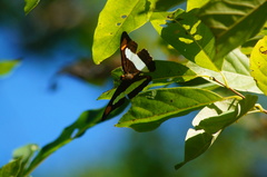 Adelpha iphicleola iphicleola
