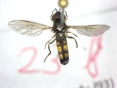 Melanostoma mellinum