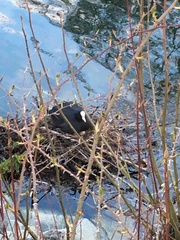 Fulica atra