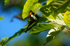 Adelpha iphicleola iphicleola