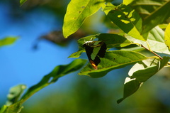 Adelpha iphicleola iphicleola