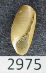 Image of Acteocina cerealis