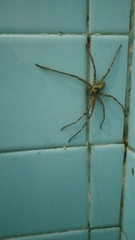 Heteropoda venatoria