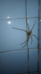 Heteropoda venatoria