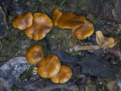 Galerina patagonica