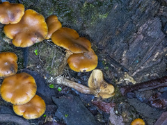 Galerina patagonica