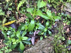 Veronicastrum loshanense