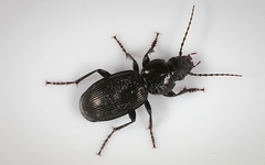 Pterostichus madidus