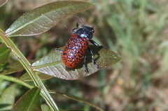 Lachnaia variolosa