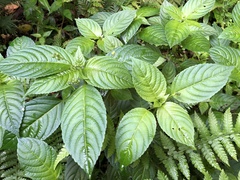 Mercurialis leiocarpa