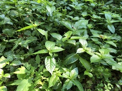 Mercurialis leiocarpa