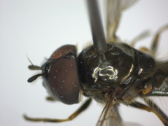 Melanostoma mellinum