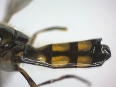 Melanostoma mellinum