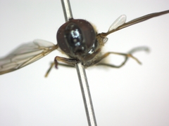 Melanostoma mellinum