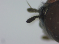 Melanostoma mellinum