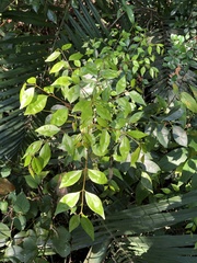 Murraya euchrestifolia