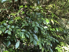 Murraya euchrestifolia