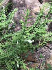 Chloanthes stoechadis