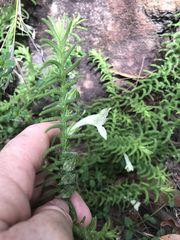 Chloanthes stoechadis