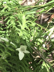 Chloanthes stoechadis