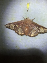 Canaea rusticata