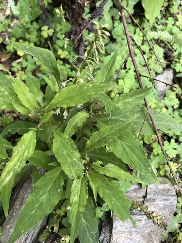 Lysimachia decurrens iNat (1)