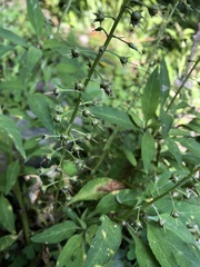 Lysimachia decurrens