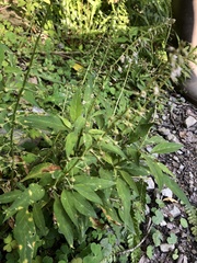 Lysimachia decurrens